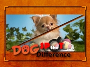 Dog Spot the Difference Game Online